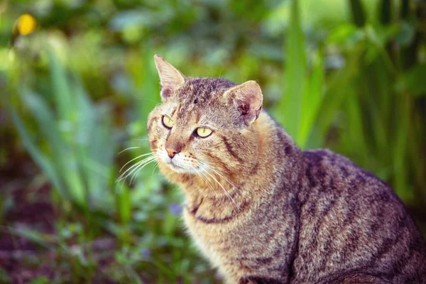 Yaz Bahçesinde Oturan Sevimli Yetişkin Bir Kedinin Portresi — Stok fotoğraf