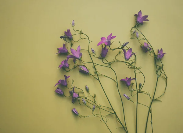 Блюбелл Капула Персихіофолія Квіти Зеленому Фоні — стокове фото