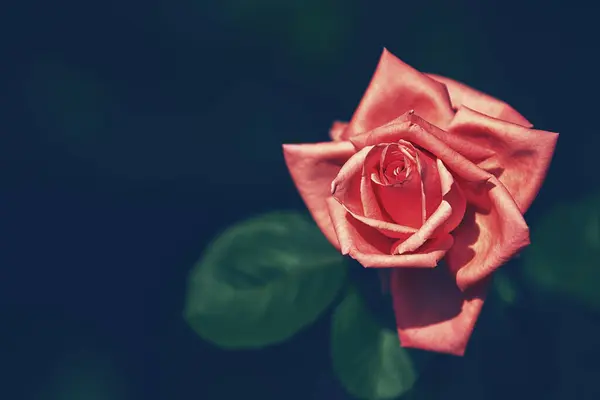 Floração Vintage Rosa Flor Fundo Escuro — Fotografia de Stock