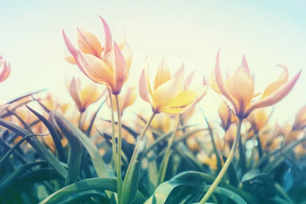 Bloeiende Tulpen Tarda Tulipa Tarda Paars Licht Het Voorjaar Onderaanzicht — Stockfoto