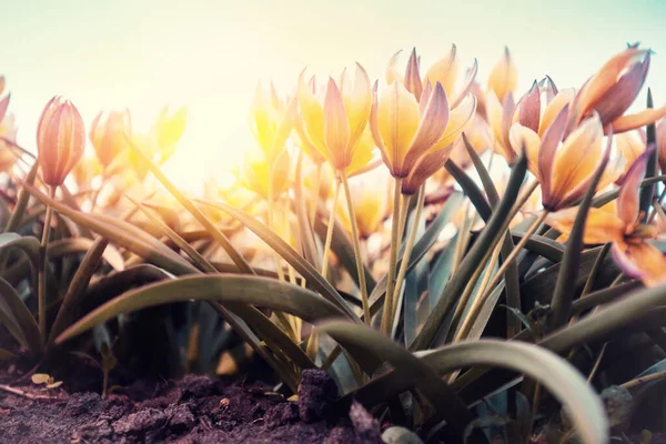 Цветущие Тюльпаны Тарда Tulipa Tarda Фиолетовом Свете Весной Вид Снизу — стоковое фото