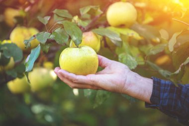 Meyve bahçesinde yeşil elma toplayan bir adam.