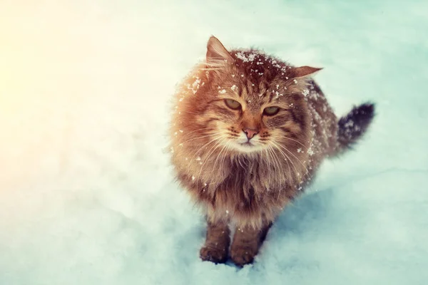 Γάτα Σιβηρίας Περπάτημα Στο Χιόνι — Φωτογραφία Αρχείου