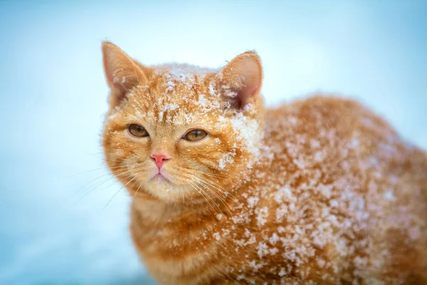 Ginger Gato Andando Livre Neve Inverno — Fotografia de Stock