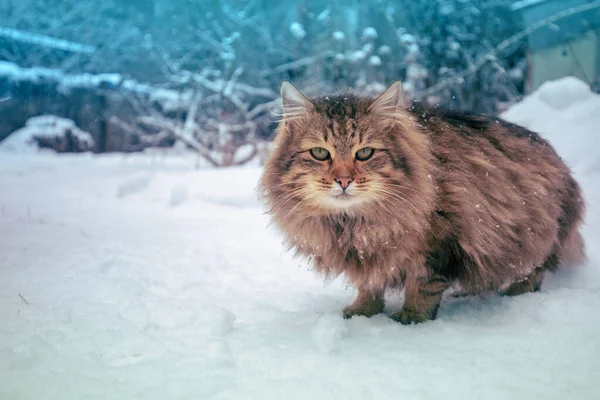 Katze Läuft Winter Schnee Freien — Stockfoto