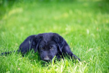 Küçük siyah bir köpek yavrusu bir yaz bahçesinde çimlerin üzerinde yatıyor.