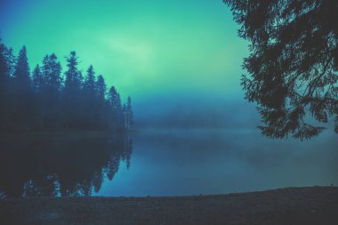 Sonbahar sisli sabahında gölün etrafındaki firavun ağaçları. Ukrayna 'nın Karpat Dağları' ndaki Synevyr Gölü