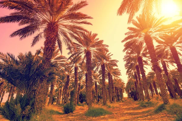 Piantagione Palme Dattero Paesaggio Tropicale Durante Tramonto Ein Gedi Israele — Foto Stock
