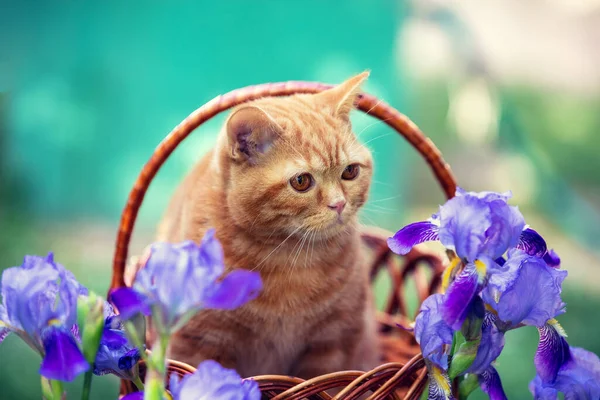 Lindo Gato Jengibre Con Flores Aire Libre Gatito Sienta Una —  Fotos de Stock