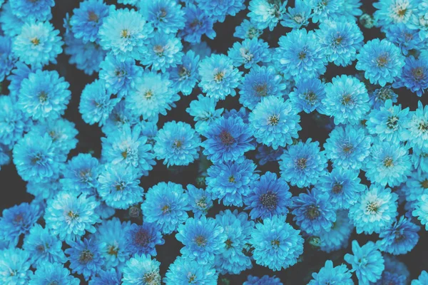 花菊花呈淡蓝色 植物背景 — 图库照片