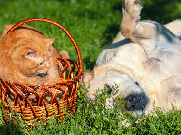 Rote Katze Sitzt Korb Neben Labrador Retriever Hund Auf Grünem — Stockfoto