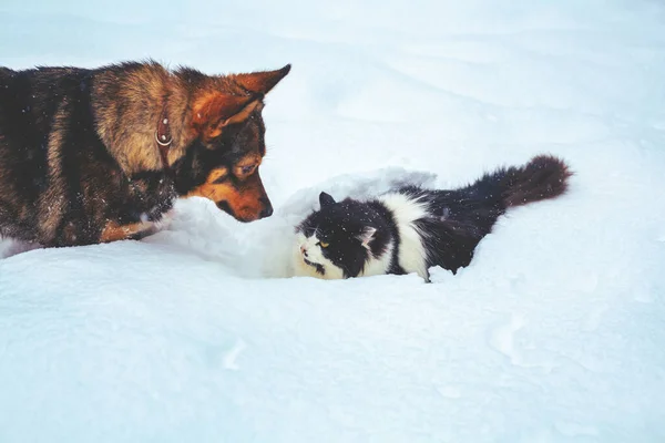 Rolig Hund Och Katt Leker Tillsammans Snön — Stockfoto