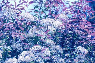 Bahçede çiçek açan ağaçlar. Mavi tonlu. Bahar doğası arka planı