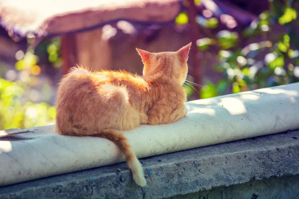 Красная Кошка Лежит Открытом Воздухе Саду Летом Обратно Камере — стоковое фото