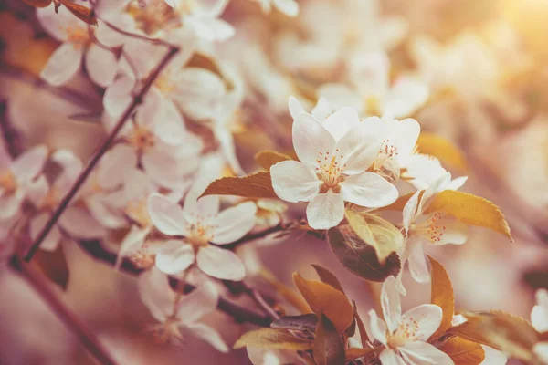 Virágzó Almáskert Tavaszi Természet Háttér Virágos Almavirág Ágzó Ágok — Stock Fotó