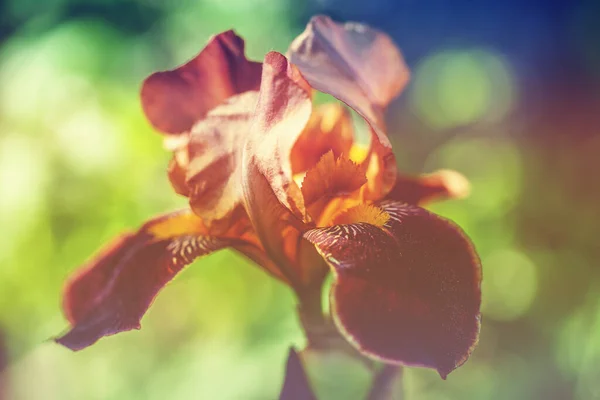 Iris Bloemen Een Zomer Tuin — Stockfoto