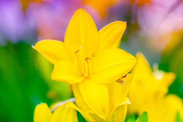 Kwitnące Żółte Kwiaty Lilii Środowisko Naturalne Wiosenna Przyroda — Zdjęcie stockowe