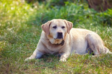 Labrador Retriever yaz bahçesindeki çimlerin üzerinde yatıyor.