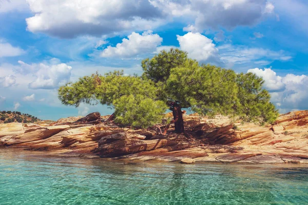 Güneşli Bir Günde Kayalık Bir Sahilde Çam Ağacı — Stok fotoğraf