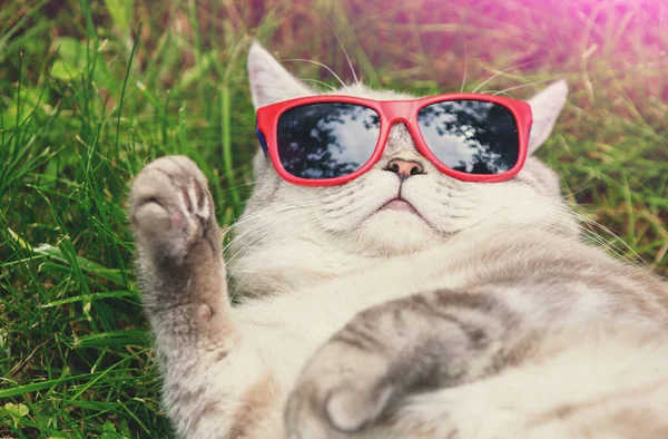戴着太阳镜的有趣的猫躺在草地上 — 图库照片