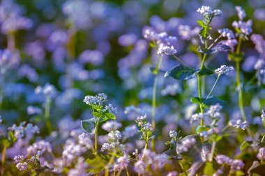 Kahrolası karabuğday tarlası. Doğal çiçek arkaplanı