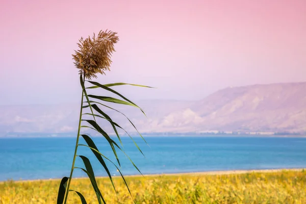 ミニマリストの風景 リードはガリラヤの海岸で育ち イスラエル 植物に焦点を当てる — ストック写真