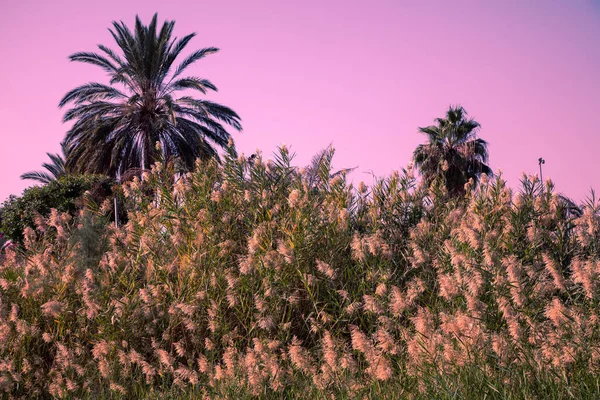 Grove Van Tropische Palmbomen Tegen Zonsondergang Hemel Tropisch Avondlandschap — Stockfoto