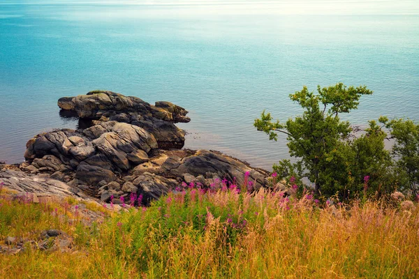 Цветы Скалистом Побережье Природа Норвегии — стоковое фото