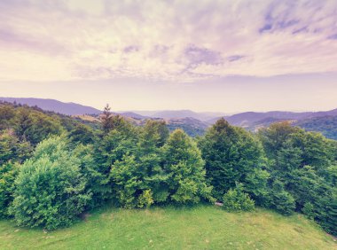 Yaz sabahında dağların manzarası. Dağda bir sıra köknar ağacı. Güzel doğa manzarası. Karpat Dağları. Ukrayna