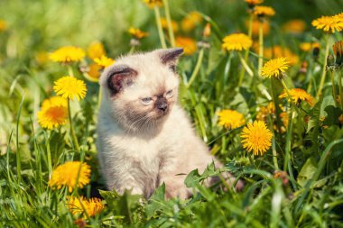 Küçük kedi yavrusu karahindiba çiçeklerinde oturur.