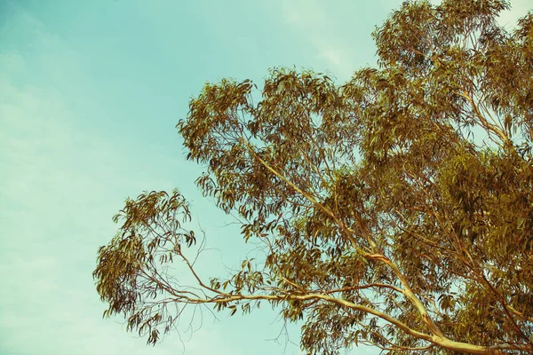 Eukalyptusbaum Gegen Den Gradientenhimmel Hintergrund Natur — Stockfoto