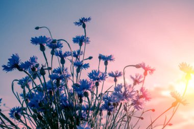 Yazın gün batımında gökyüzüne karşı bir buket çiçek (Centaurea)