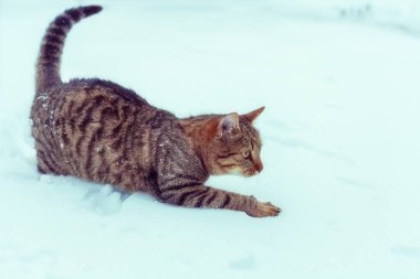 Çizgili kedi karda dışarıda yürüyor.