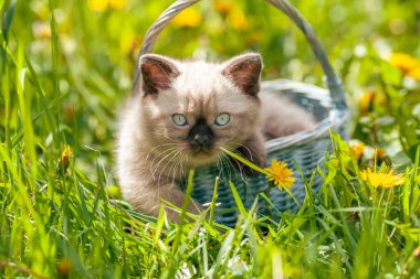 Küçük komik kedi yavrusu baharda çimlerin üzerinde bir sepetin içinde yatıyor.