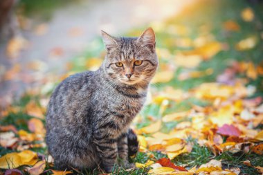 Sonbahar bahçesinde düşen yapraklara oturur kedi.