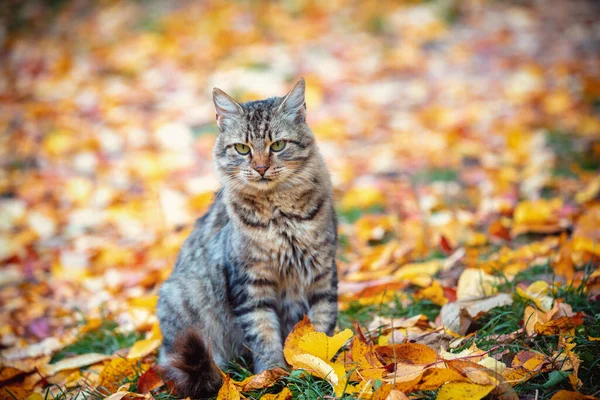 Gato Senta Folhas Caídas Jardim Outono — Fotografia de Stock