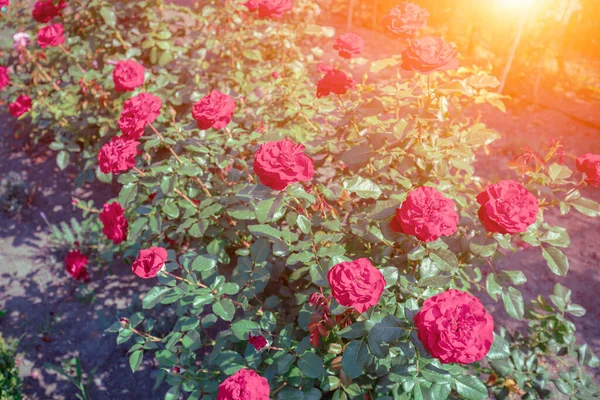 Blooming Red Rose Bush Garden Summer Day — Stock Photo, Image
