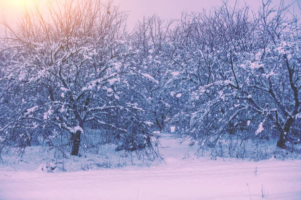 Восход Солнца Над Яблоневым Садом Морозное Снежное Утро Снежной Зимой — стоковое фото