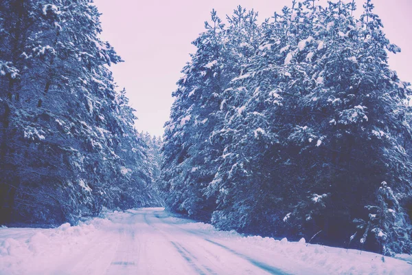 Snow Covered Road Pine Forest Winter Nature Snowy Forest Christmas — Stock Photo, Image