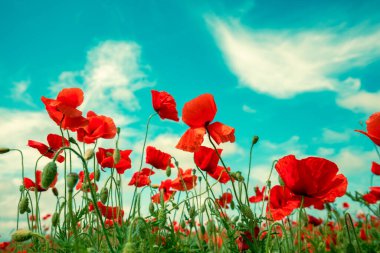 Gelincik tarlası. Yazın yabani gelincikler (Papaver)