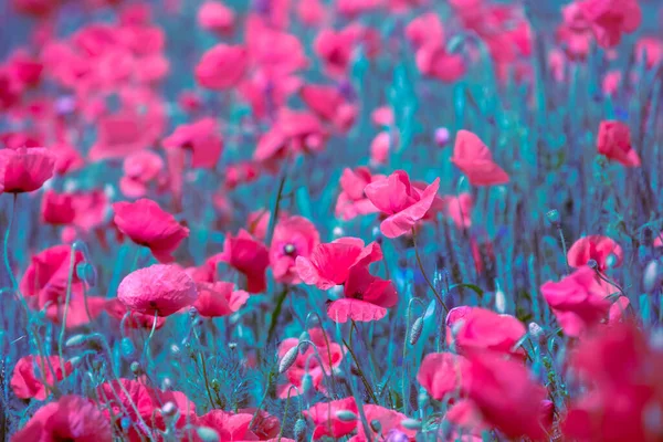 Blossoming Poppies Field Wild Poppies Papaver Summer — Stock Photo, Image
