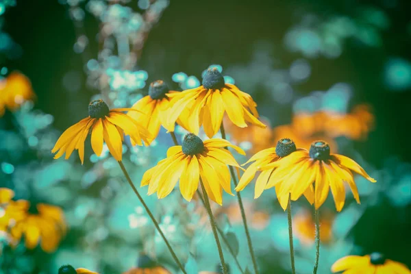 Vintage blossoming Rudbeckia hirta (Black-eyed Susan) flowers in the garden in summer