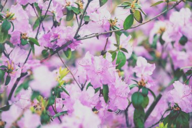 Güneşli bir günde bahçede Rhododendron çiçekleri