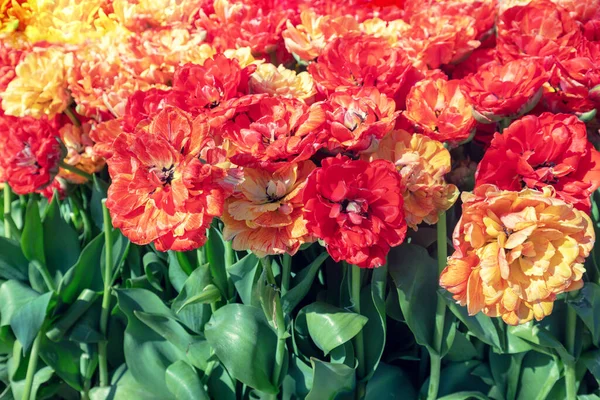 Orange and red parrot tulips blooming in the spring garden. Spring floral background