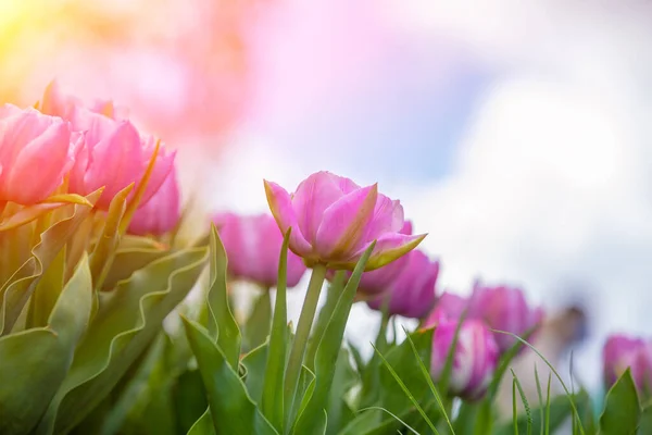 Pink Tulips Blooming Garden Spring Nature Background — Stock Photo, Image