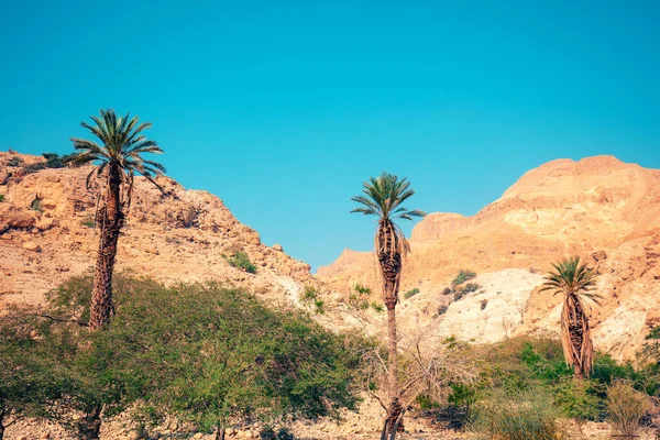 Palm trees against mountains on a sunny day