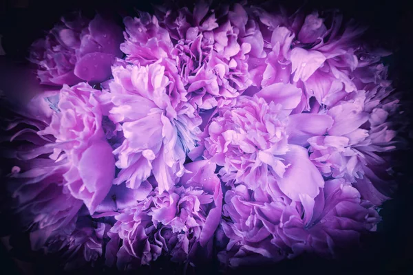 Purple vintage grunge background from peony flowers