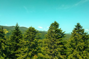 Bir sıra köknar ağacı bir dağ arka planında mavi gökyüzüne karşı