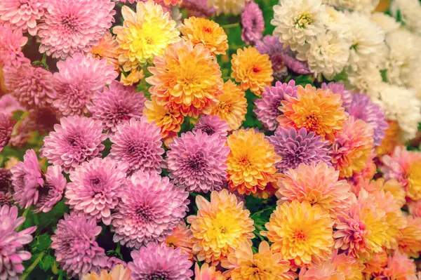 Chrysanthemum Flowers Nature Floral Background — Stock Photo, Image