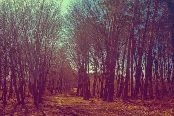 春初めの落葉樹林の土道 — ストック写真